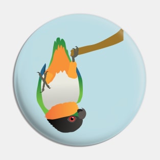 A blackheaded caique hanging upside down digital Pin