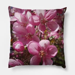 Pink Apple Blossoms in Spring Pillow