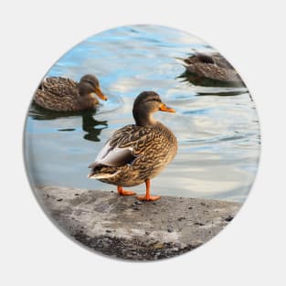 Female Mallard Duck Standing By The Pond Pin