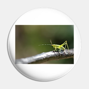 Katydid Pin