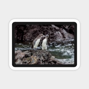 Galapagos Penguins Magnet