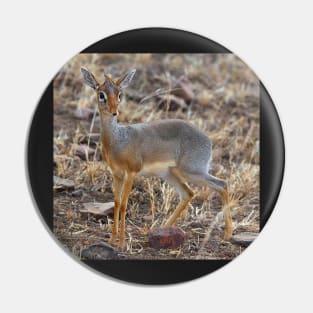 Dikdik, Serengeti, Tanzania. Pin