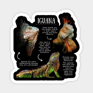 Animal Facts- Iguana Magnet