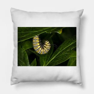 Monarch Caterpillar 4 Pillow