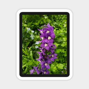 Bright purple delphinium Magnet