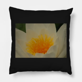 Water lily gold Pillow