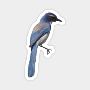 Blue Jay Magnet