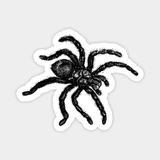 Vintage Tarantula Illustration Magnet