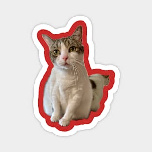 The Tabby Cat Magnet