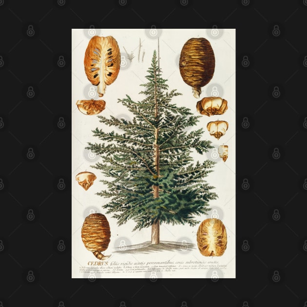 Cedar tree and cone dissectation - Cedrus - botanical illustration by chimakingthings