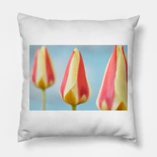 Tulipa 'Gluck' Kaufmanniana Tulip Pillow