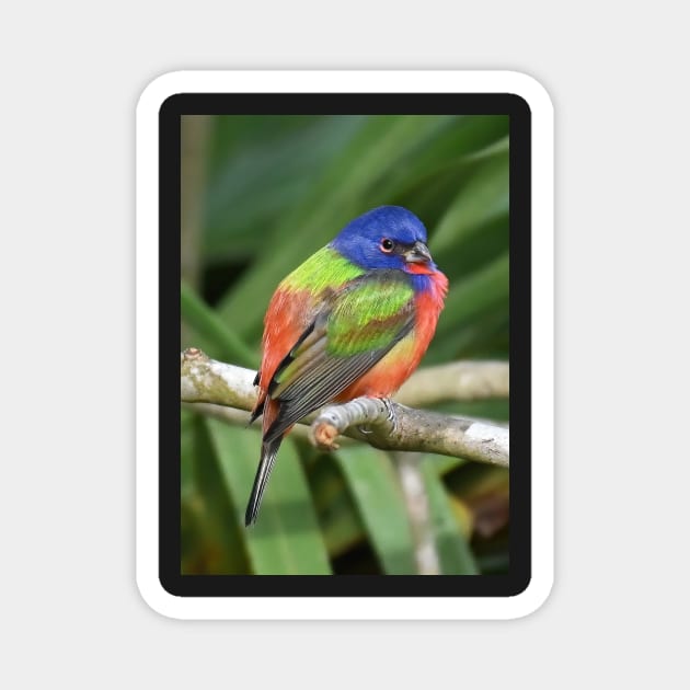 Painted Bunting Bird on Branch Magnet by candiscamera