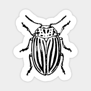 Beetle Magnet