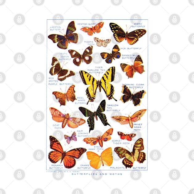 Vintage Butterflies & Moths Book Page Illustration Art by CultOfRomance