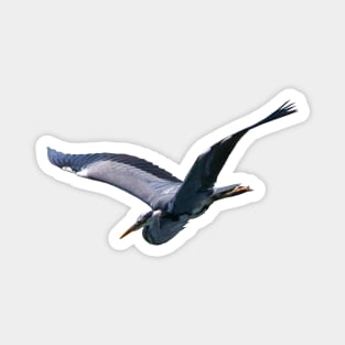 Stork Magnet