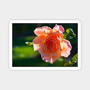 USA. Seattle. Rose Garden. Magnet