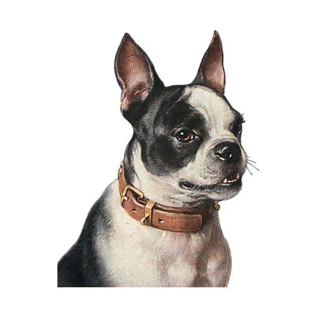 Cute Vintage Boston Terrier Dog with Collar by RedThorThreads