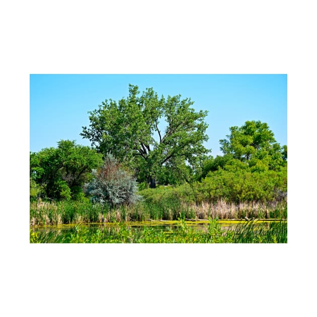 Pond on Cherry Creek Study 1 by bobmeyers