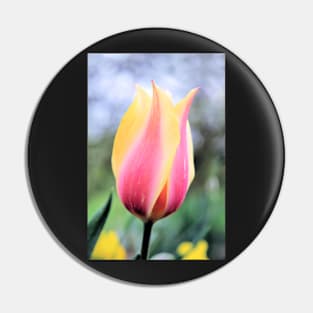 Candy colored single tulip macro Pin