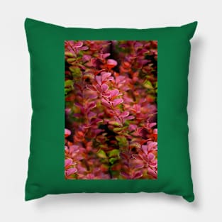 Pink Rocket Barberry Pillow