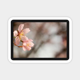 Cherry Blossom Magnet