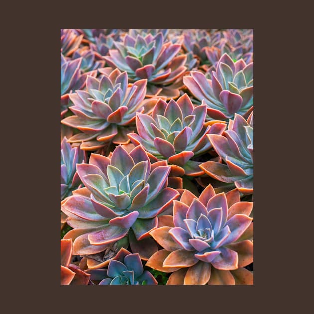 Echeveria by runlenarun