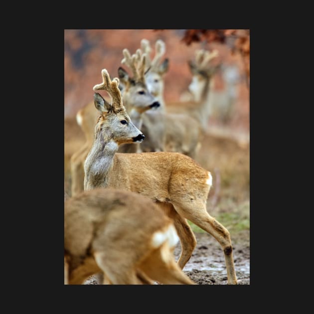Roe deer family by naturalis