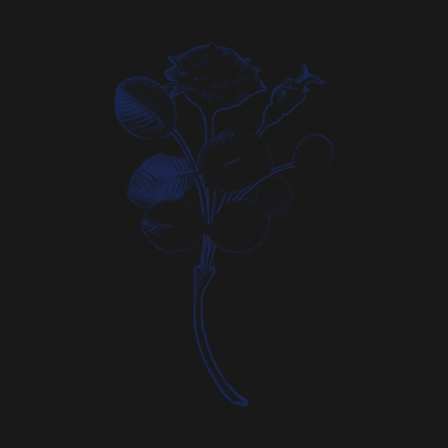 Rosa de Pelagio Blue Rose Blue Outline Image by pelagio