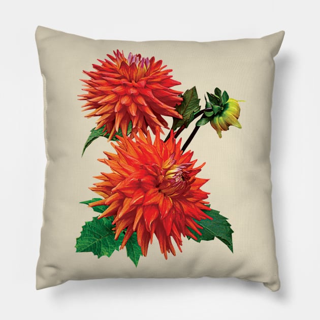 Dahlia Hot Shot Pillow by SusanSavad