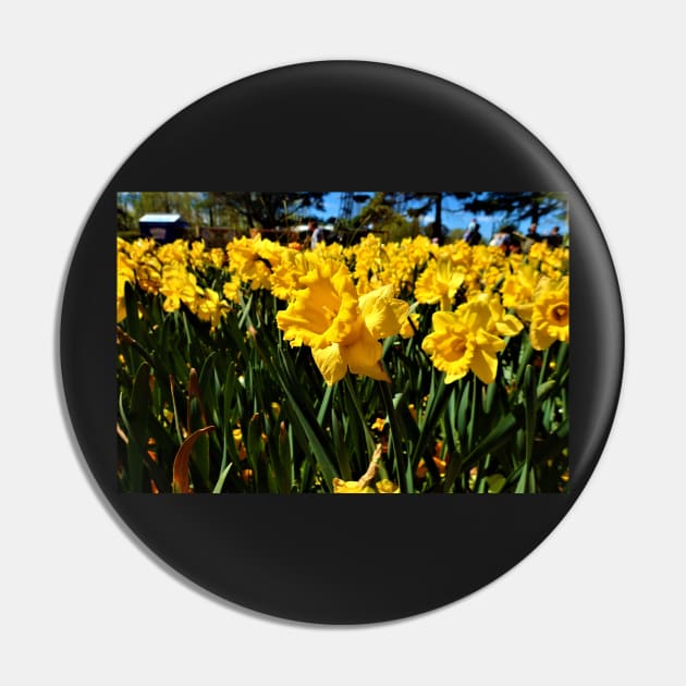 Daffodils in Spring Pin by SHappe