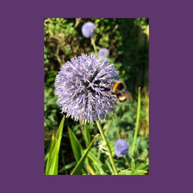 Pollen gathering from a Globe Thistle by Violaman