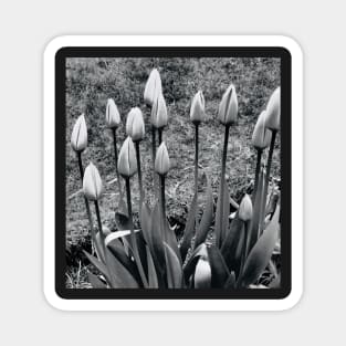 Tulips Magnet