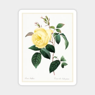 Yellow Rose Magnet