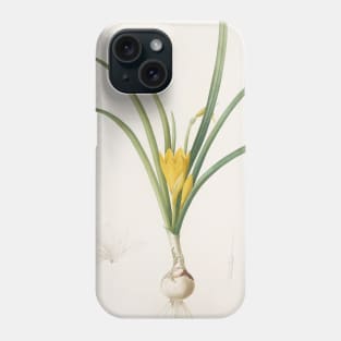 Amaryllis Lutea by Pierre-Joseph Redoute Phone Case