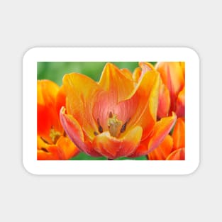 Tulipa 'Prinses Irene' AGM Tulip Triumph Group  Artistic filter applied to photo Magnet