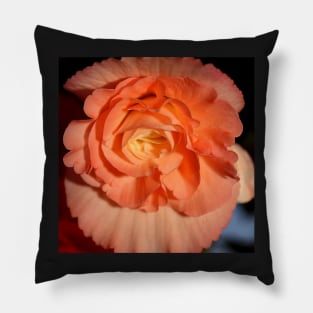 Apricot-pink Tuberous Begonia Pillow