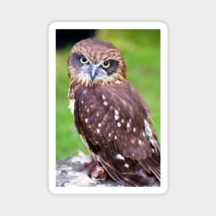 Little Owl Magnet