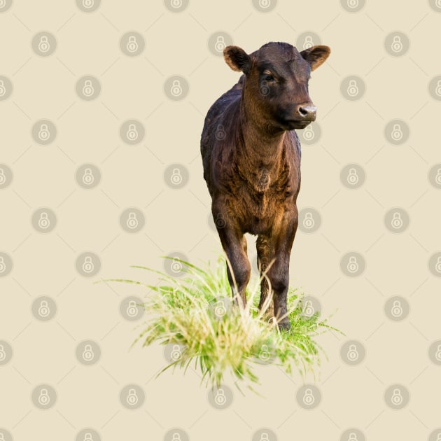 Dexter Cow by Jane Stanley Photography