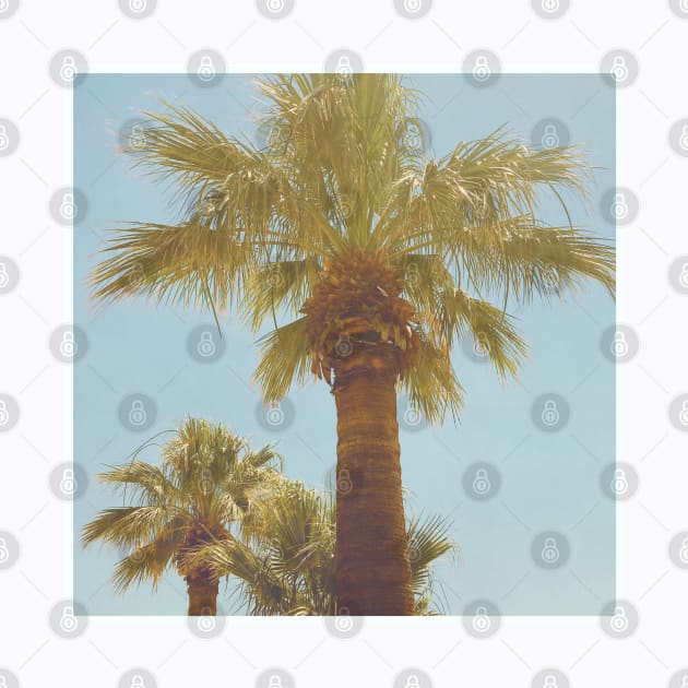 Pretty picture of a Palm Tree. Pretty Palm Trees Photography design with blue sky by BoogieCreates