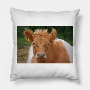 Belted Galloway Pillow