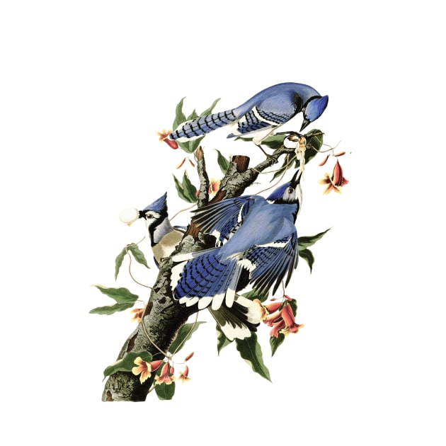 Vintage Blue Jay Illustration 1838 by ariel161