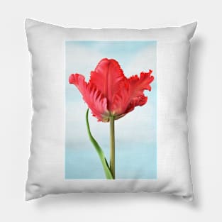 Tulipa  &#39;Garden Fire&#39;   Parrot Tulip Pillow