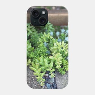 Stonecrops in Spring Phone Case