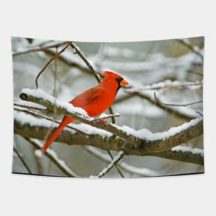 Northern Cardinal Bird on Tree Branch Tapestry