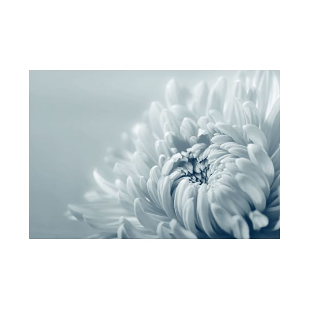 Chrysanthemum Flower by JimDeFazioPhotography