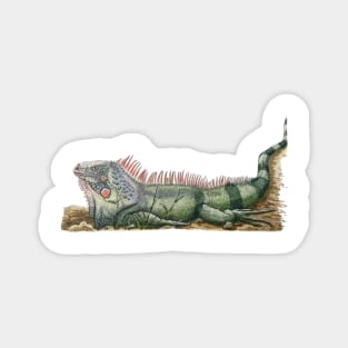 Green island iguana Magnet