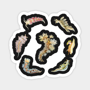 Nudibranch Set Classic Colors Magnet