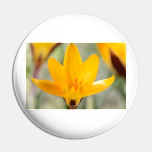 Crocus angustifolius  AGM  Cloth-of-gold crocus Pin