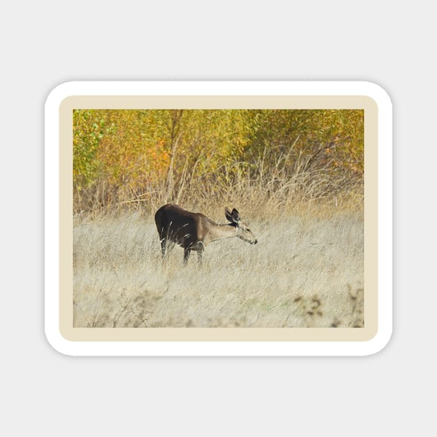 Mule deer, doe, wildlife, gifts, Serene Moment Magnet by sandyo2ly