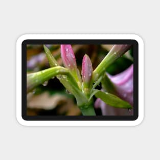 fresh flower bud Magnet